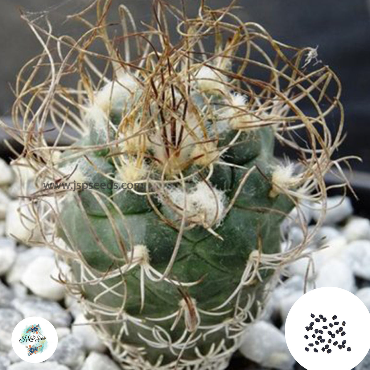 40 Seeds Turbinicarpus pseudomacrochele Cactus Succulent seeds