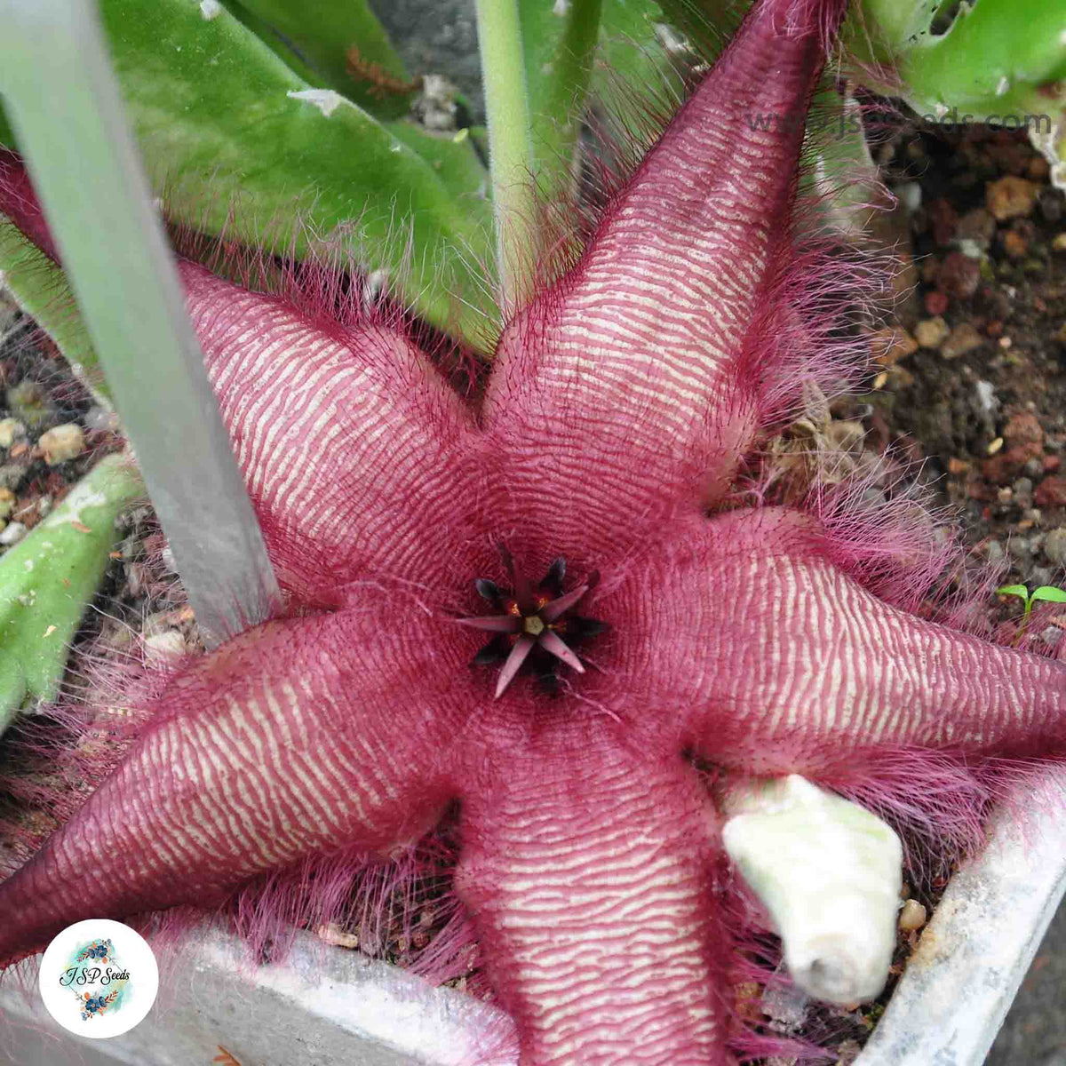 Stapelia gettleffii / 40 seeds (Carrion flower)