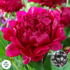 20 Felix Crousse Peony Paeoniaceae Paeonia suffruticosa Tree Flower Plant Seeds (Lucky Flower) (Flower Garden Potted Plants)