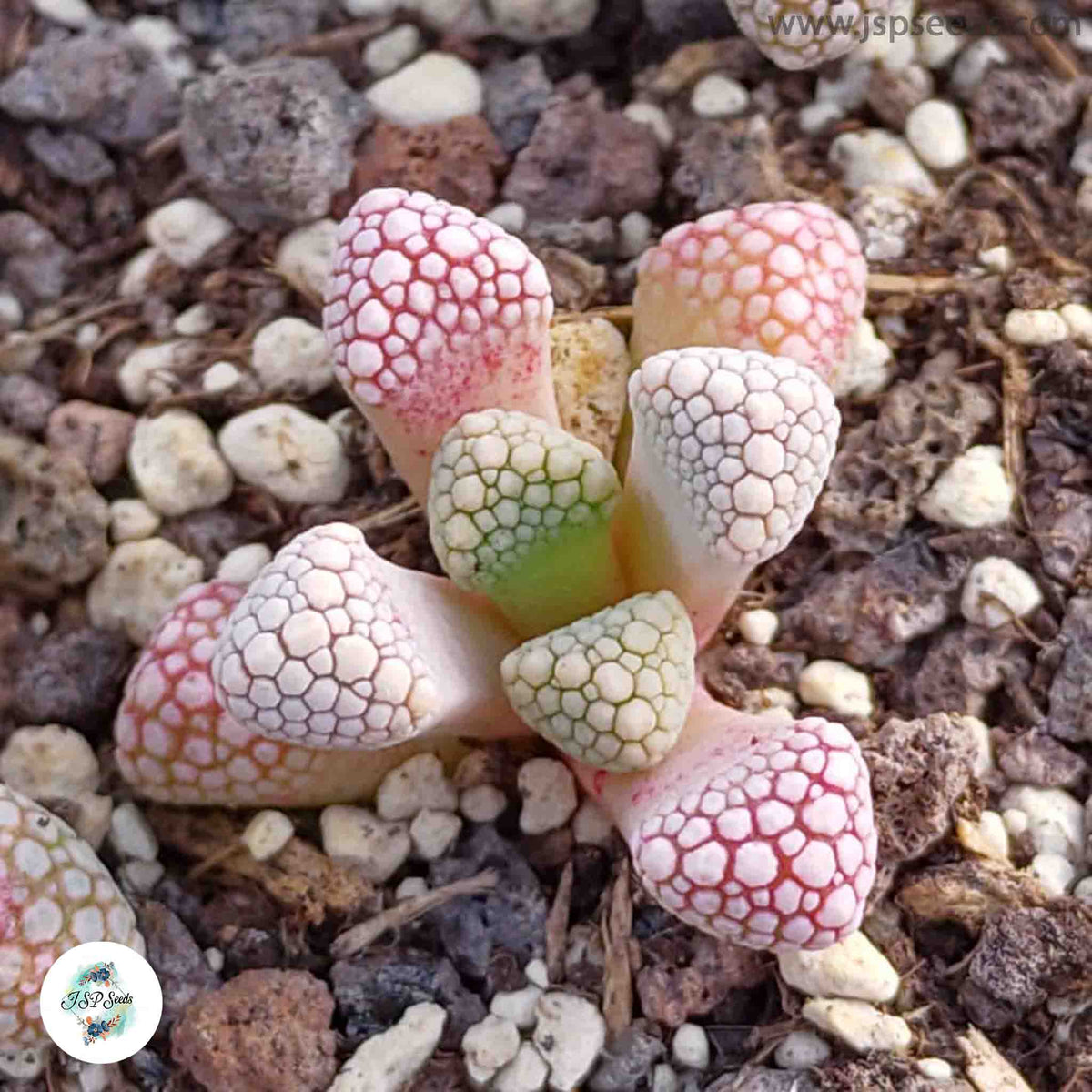 Titanopsis schwantesii / 40 seeds