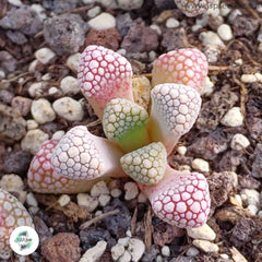 Titanopsis schwantesii / 40 seeds