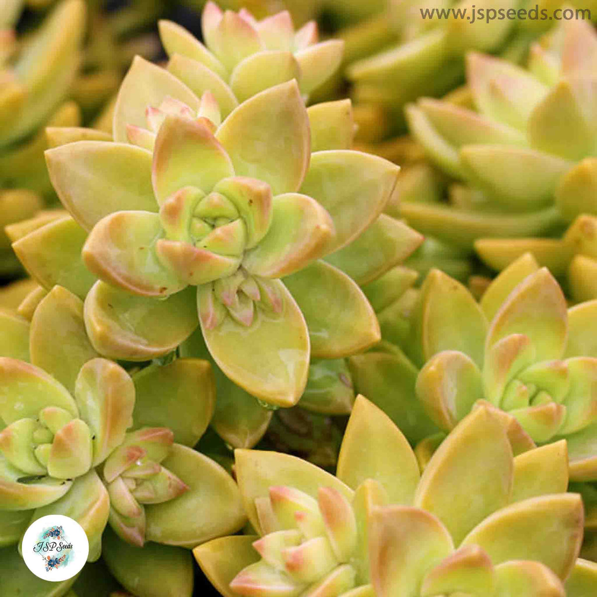 Sedum adolphii / 40 seeds (Adolph’s Sedum, Golden Sedum)