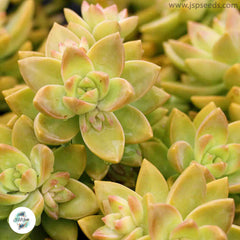 Sedum adolphii / 40 seeds (Adolph’s Sedum, Golden Sedum)