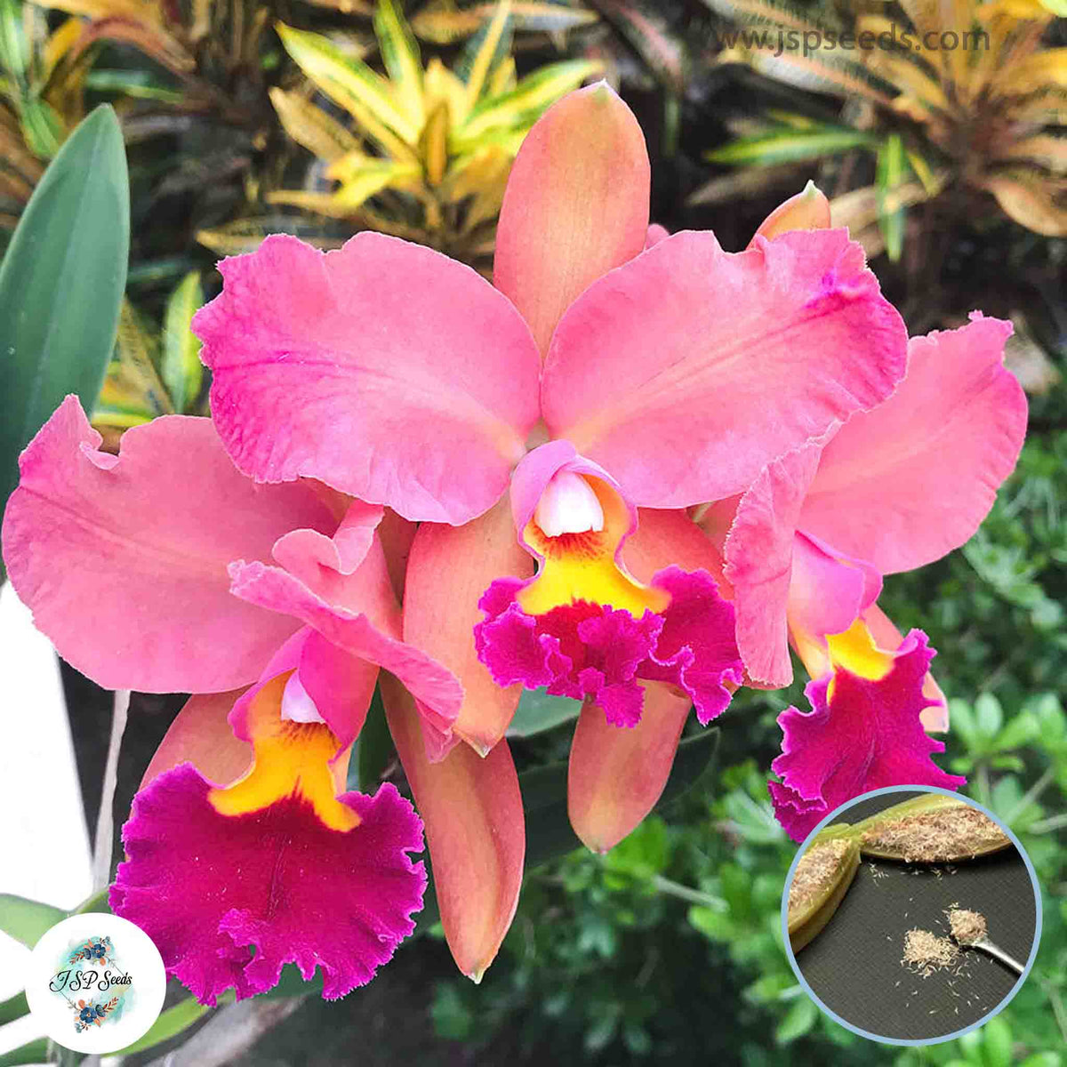 50 Pink Cattleya Orchid flower Seeds (Flower Garden Potted Plants)Thailand Orchids