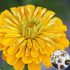 100 Yellow Zinnia California Giant Flower Seeds Big Blooms