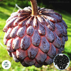 30 Rose Red Sugar Apple Custard Apple Seeds Annona Seeds Ceylon Original From Thailand Seeds (Asia Fruit)