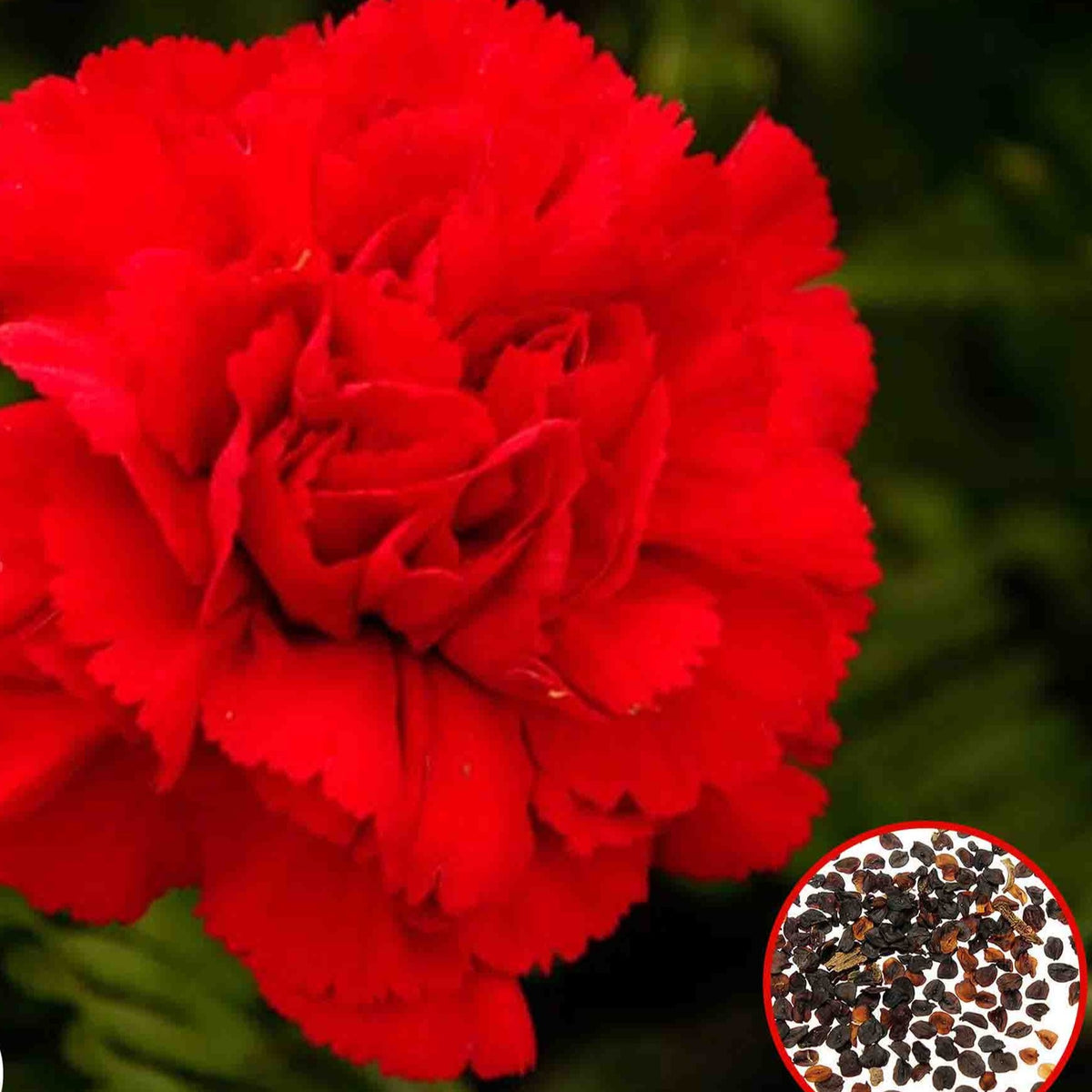 100 Red Carnation Seeds Dianthus Flowers Seed Flower Perennial