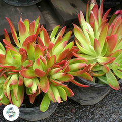 Crassula capitella / 40 seeds (Campfire Plant)