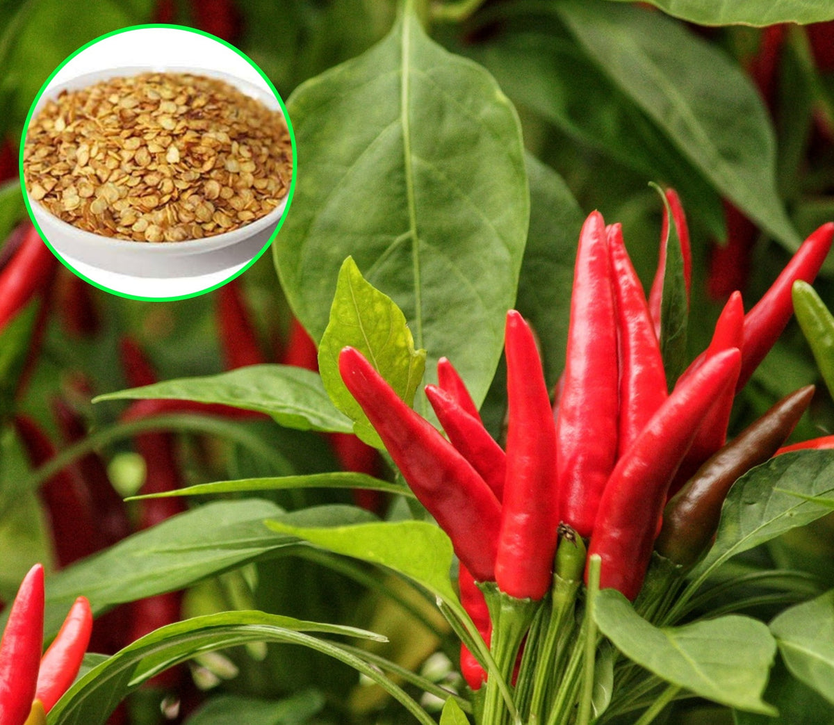 100 Pepper Thai Dragon Chilli Spicy Hot Seeds (Asia Vegetable) Heirloom NON GMO Fresh