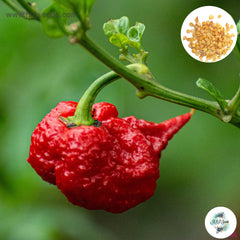 20 Hot Carolina Reaper Pepper Heirloom Seeds (Vegetable Potted Plants)