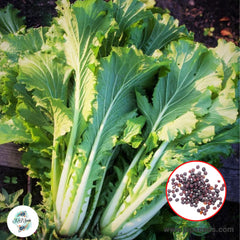 500 Michihiri Chinese cabbage Organic Heirloom Seeds (Vegetable) Non Gmo