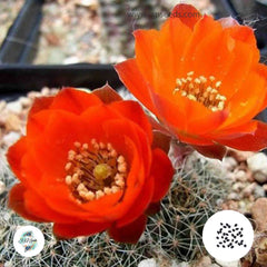 40 Seeds Mediolobivia albilongiseta Cactus Succulent seeds