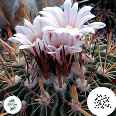 40 Seeds Echinofossulocactus violaciflorus Cactus Succulent seeds