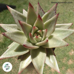 Echeveria agavoides v Hidalgo / 40 seeds