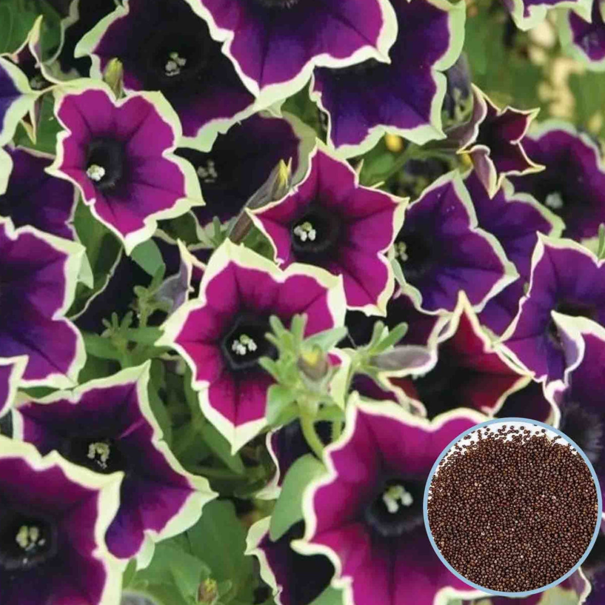 1000 Cascadia Rim Petunia Seeds Grandiflora, Multiflora, Milliflora Perennial Flowers Annual Seeds (Flower)