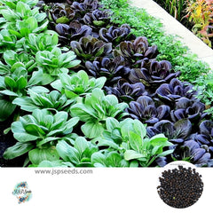 300 Guangdong Emperor Purple Pakchoi Ruby Heirloom Seeds (Vegetable) Non Gmo