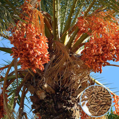 12 ShiShi Date Palm Seeds Phoenix dactylifera (Arecaceae) Fruit Seeds (UAE Lab 108)