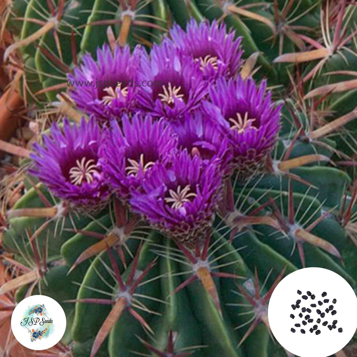 40 Seeds Ferocactus latispinus Cactus Succulent seeds