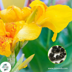 30 Golden Lucifer CANNA LILY Indian Shot Canna Indica Flower Seeds Cannaceae (Asia Flower)