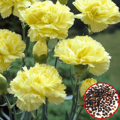 100 Yellow Carnation Seeds Dianthus Flowers Seed Flower Perennial