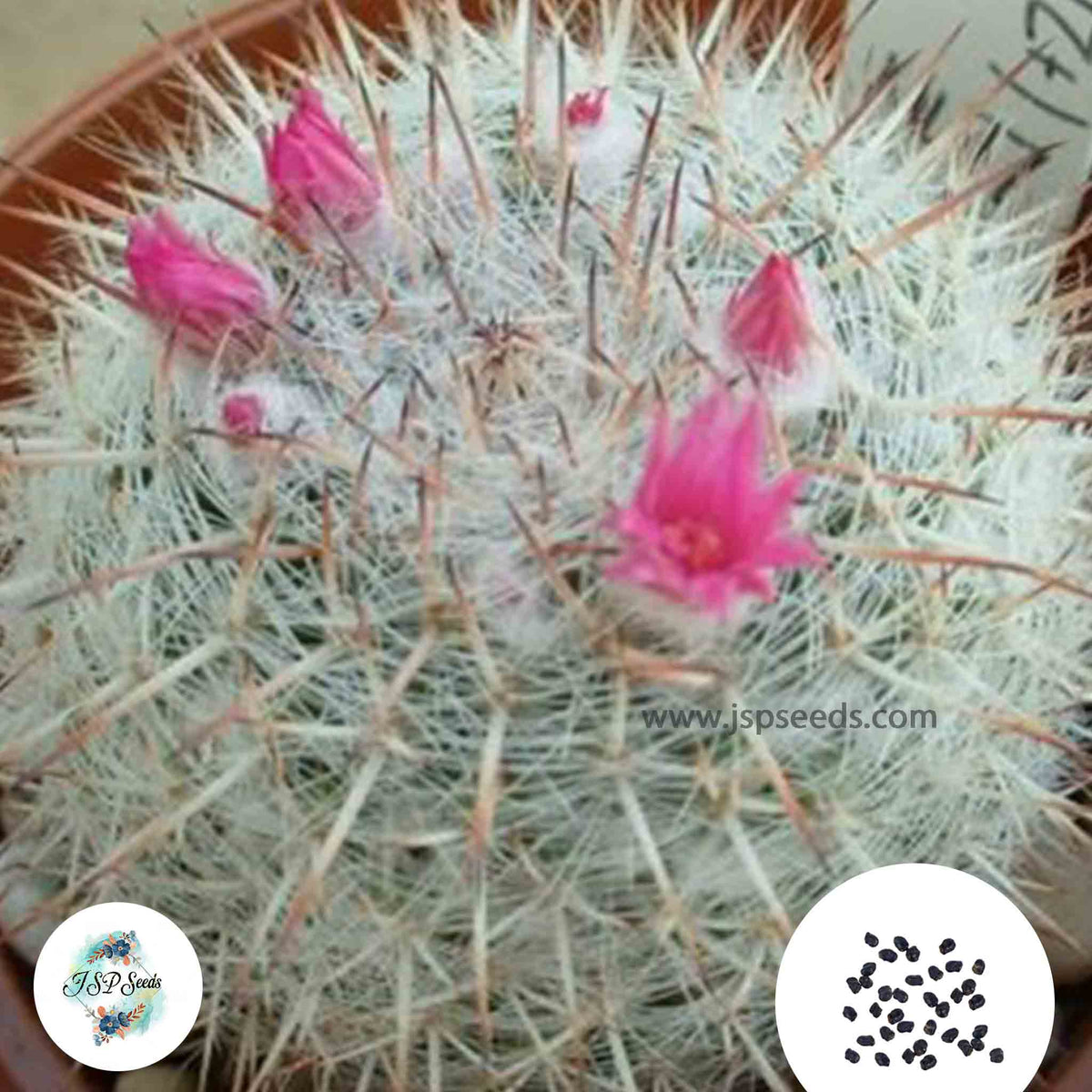 40 Seeds Mammillaria leucocentra Cactus Succulent seeds