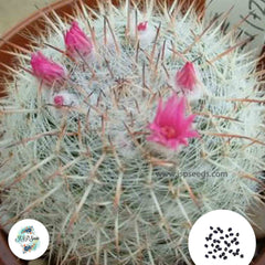 40 Seeds Mammillaria leucocentra Cactus Succulent seeds