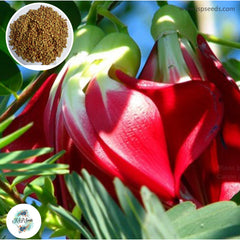 50 Red Vegetable hummingbird Agasta, Sesban, Sesbania grandiflora (L.) Seeds (Asia Vegetable)