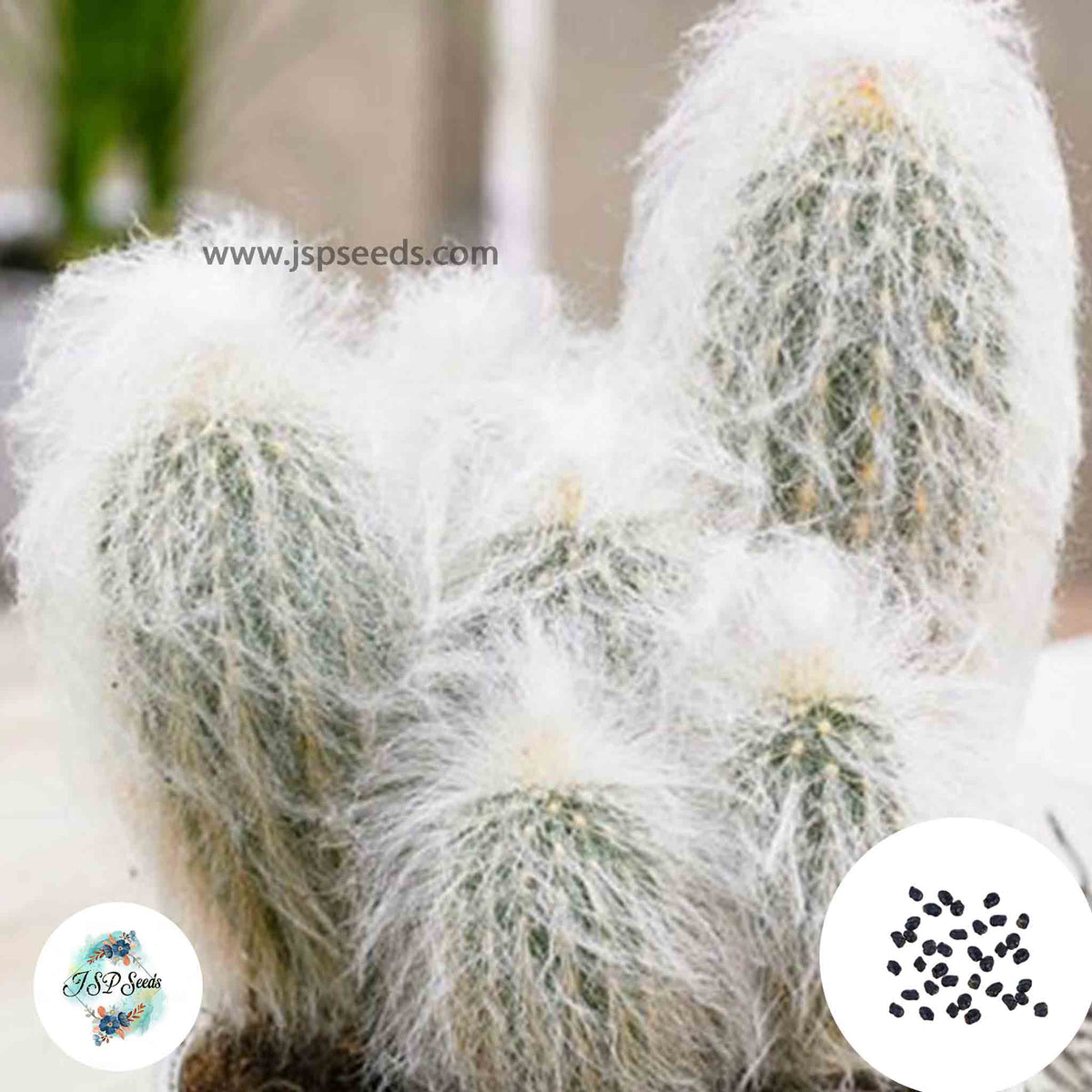 40 Seeds Espostoa lanata Cactus Succulent seeds