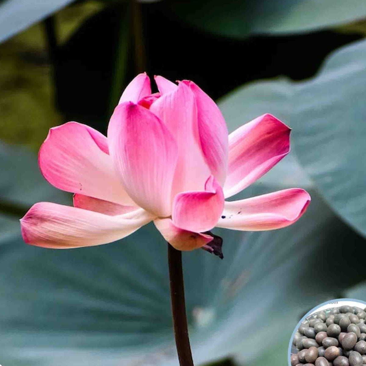 15 Thai Heirloom Lotus flower Bonsai Seeds Water Plants (Original Thai Seeds) 004