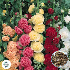 50 Mixed Double Hollyhock Perennial Flower Seed ROSEA LINN