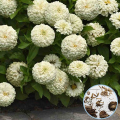 100 White Zinnia Flower Seeds (Flower Plants)