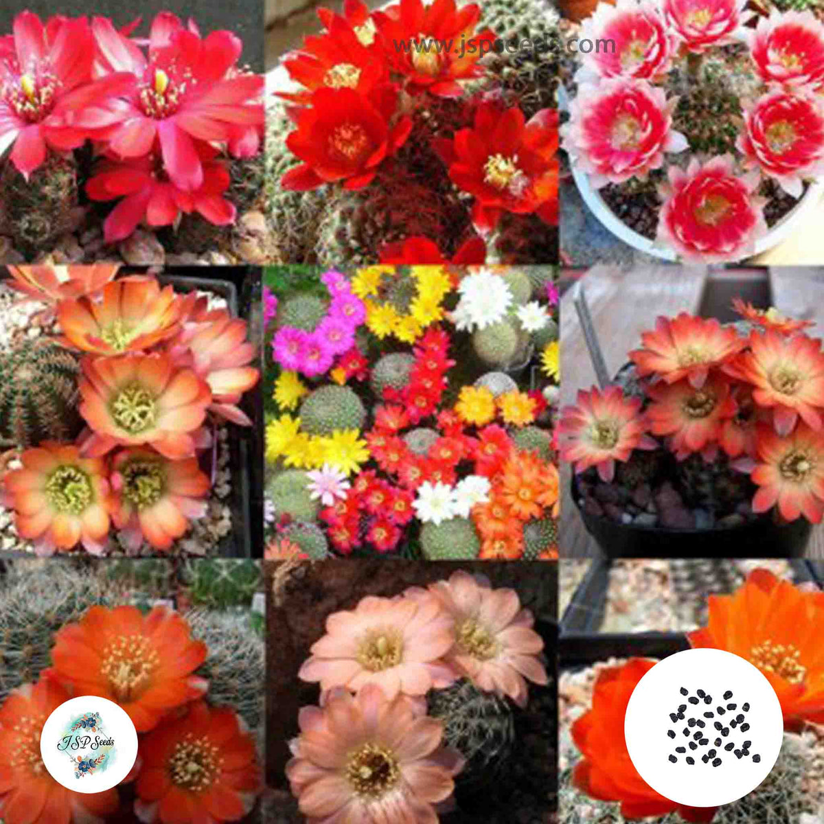 40 Seeds Mediolobivia mix Cactus Succulent seeds