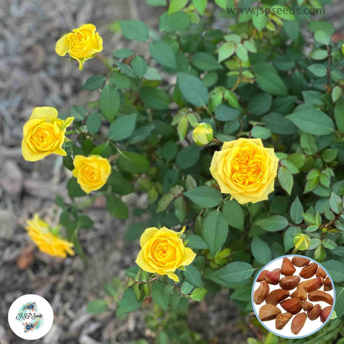 50 Heirloom Thai Yellow Mini Miniature Rose Rosa bush Fragrant flower Bonsai Garden Seeds