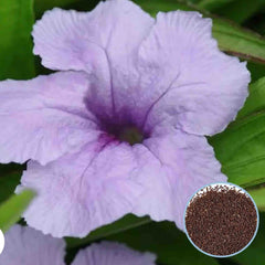 1000 Purple Southern Star Petunia Seeds Grandiflora, Multiflora, Milliflora Perennial Flowers Annual Seeds (Flower)