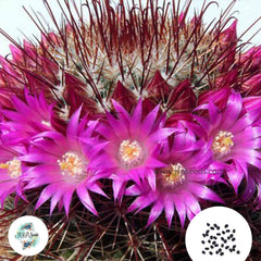 40 Seeds Mammillaria hubermulleri Cactus Succulent seeds REP1460