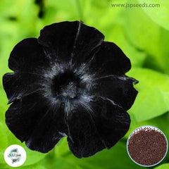 200 Black Velvet Petunia Seeds Grandiflora, Multiflora, Milliflora Perennial Flowers Annual Seeds (Flower)