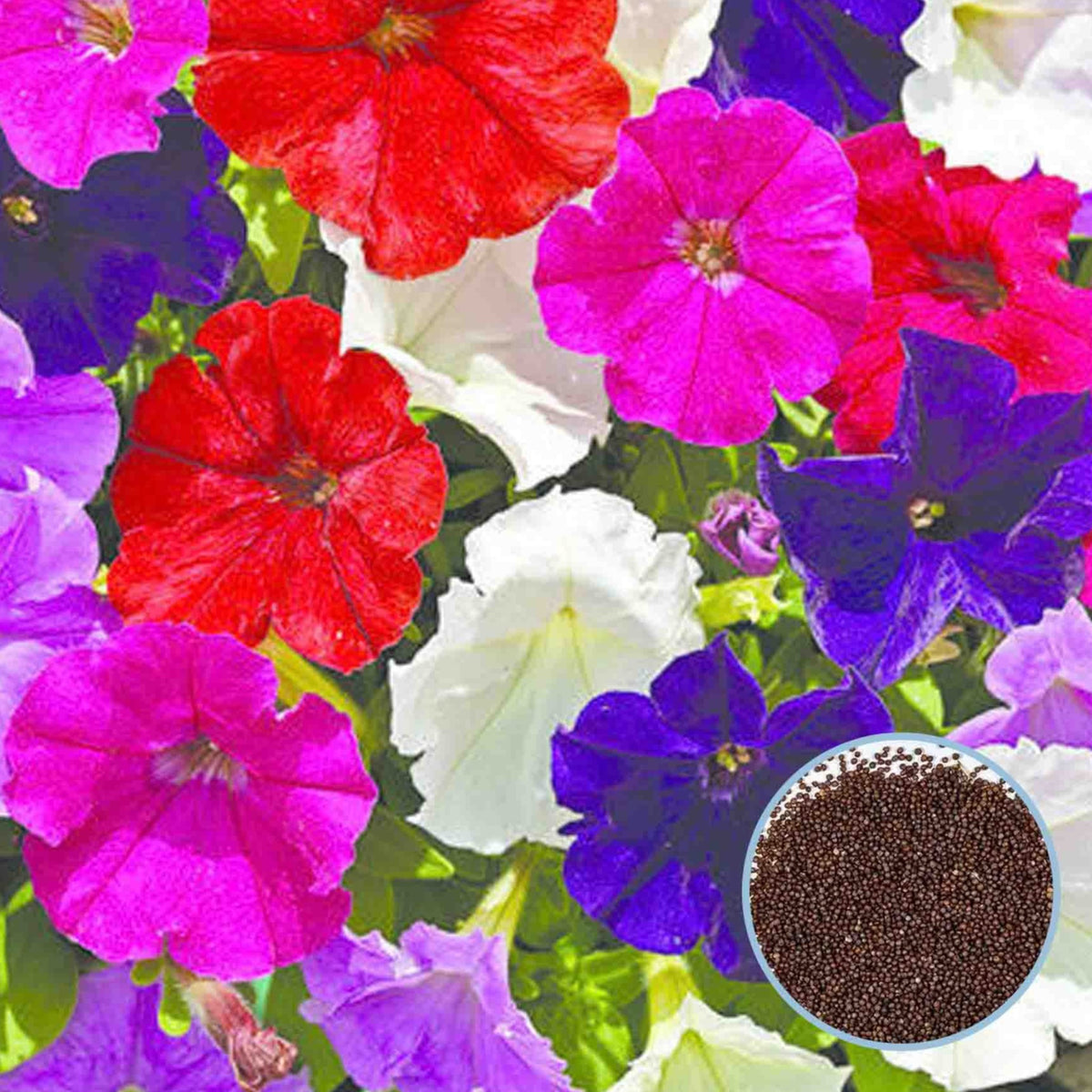 1000 Mix Picobella Petunia Seeds Grandiflora, Multiflora, Milliflora Perennial Flowers Annual Seeds (Flower)