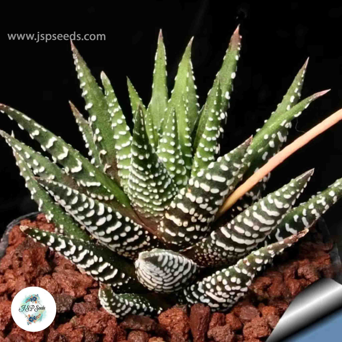 Haworthia attenuata v zebrina / 40 seeds (Zebra plant)