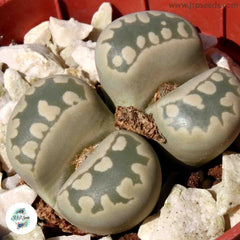 Lithops otzeniana C280 / 40 seeds (Living Stones)