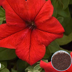 1000 Red Supercascade Petunia Seeds Grandiflora, Multiflora, Milliflora Perennial Flowers Annual Seeds (Flower)