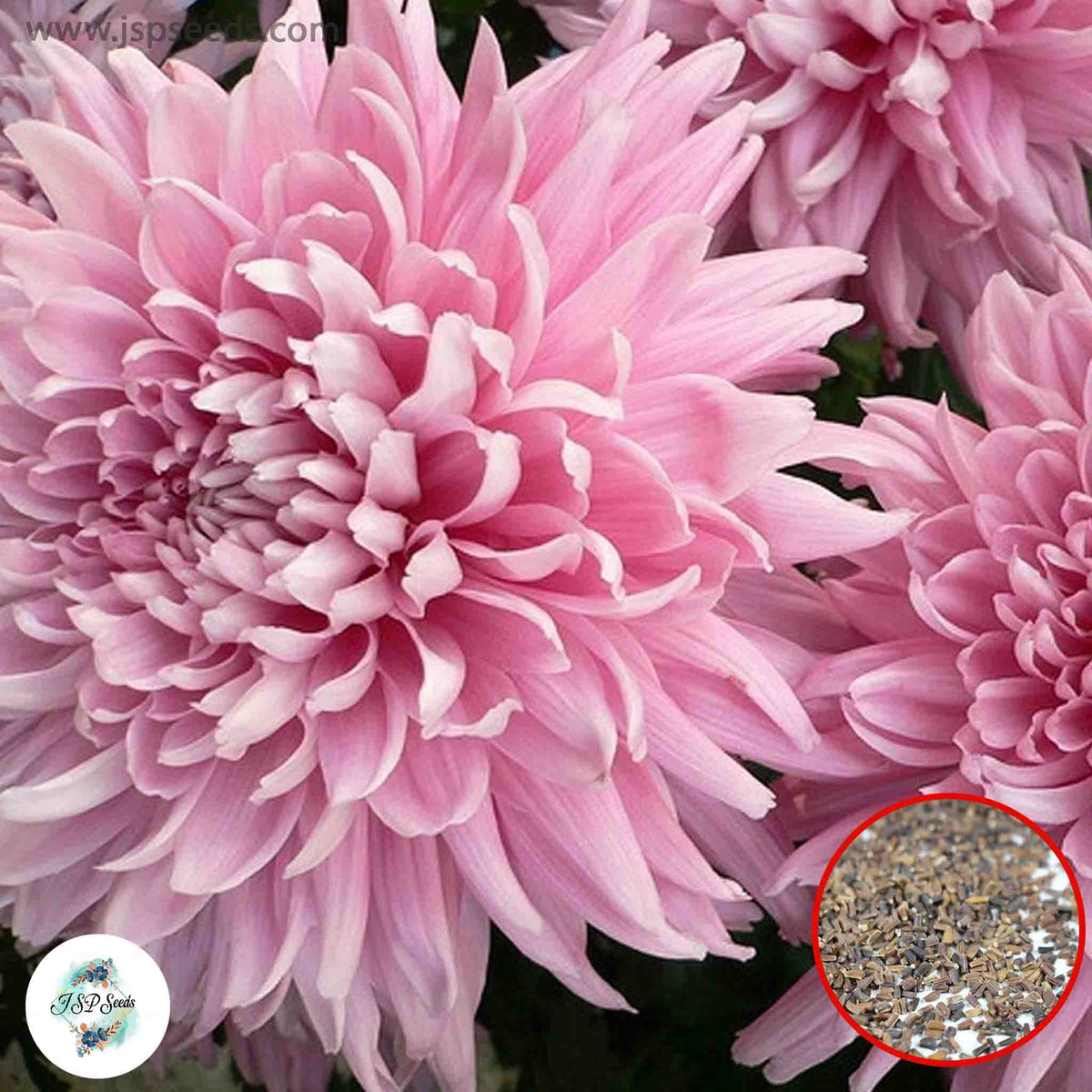 300 Pink Chrysanthemum Puff Aster Perennial Heirloom Flower Seeds