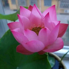 15 Thai Heirloom Lotus flower Bonsai Seeds Water Plants (Original Thai Seeds) 022