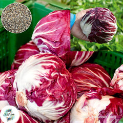 200 Radicchio Palla Rosa Organic Heirloom Seeds (Vegetable)