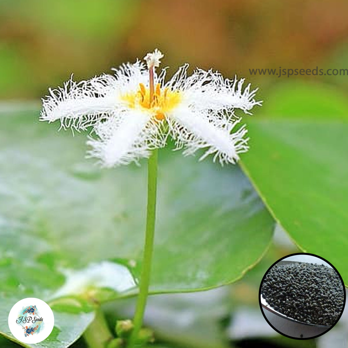 50 Thai Heirloom Mini Lotus Water lily flower Bonsai Seeds Water Plants (Original Thai Seeds) 020