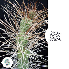 40 Seeds Tephrocactus articulatus - v polyacanthus Cactus Succulent seeds