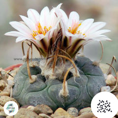 40 Seeds Turbinicarpus polaskii , La Bonita Cactus Succulent seeds