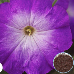 1000 Purple Supercascade Petunia Seeds Grandiflora, Multiflora, Milliflora Perennial Flowers Annual Seeds (Flower)