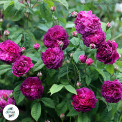 50 Heirloom Cardinal De Richlieu English Rose flower Bonsai Garden Seeds