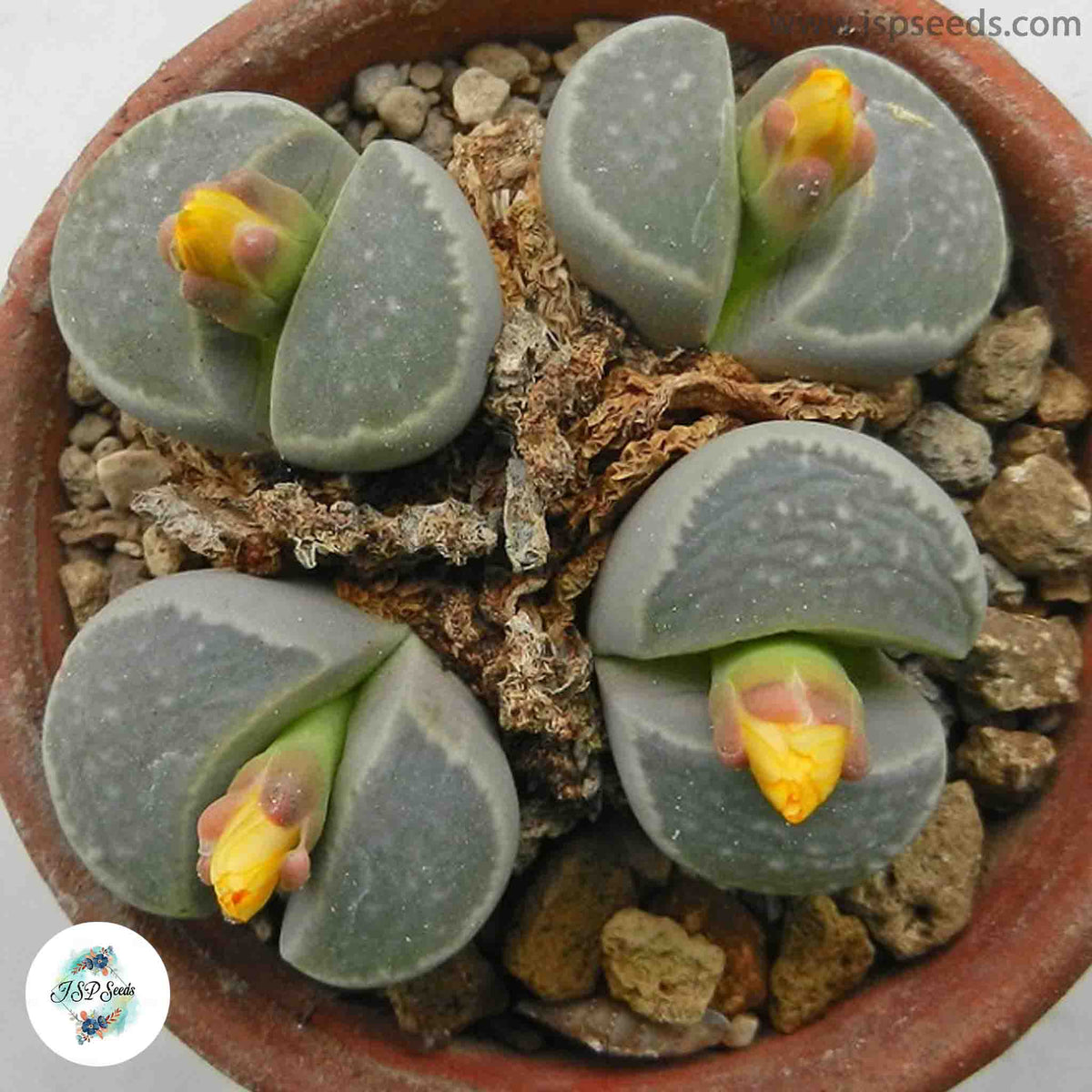 Lithops geyeri C233 / 40 seeds (Lithops hillii)