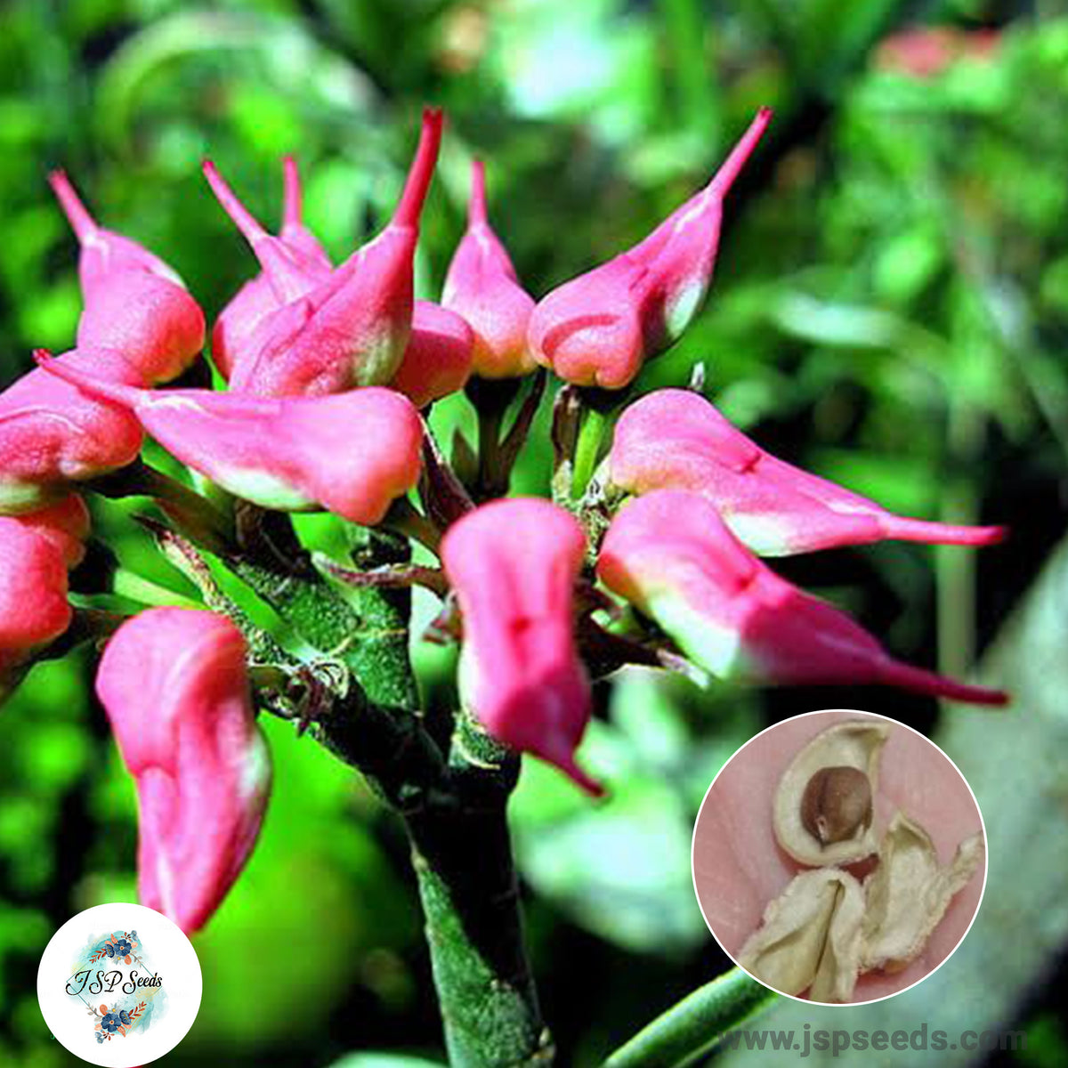 20 Pink Bird Flower Plant Euphorbia bracteata Jacq Slipper plant, Candelilla, Tall slipper plant, Slipper spurge Seeds